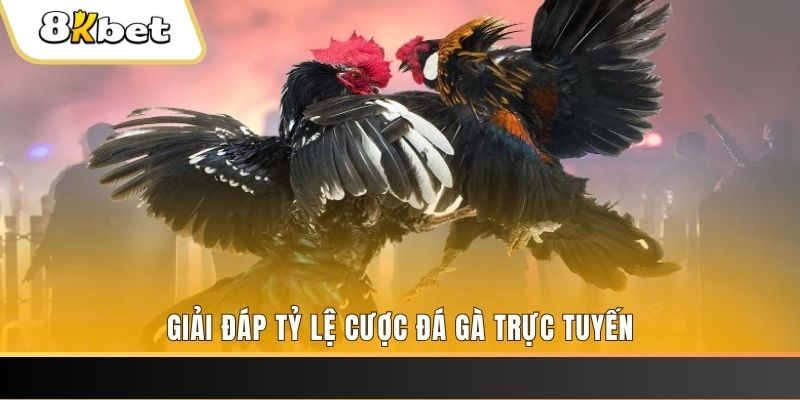 sunwin trực tiếp đá gà thomo